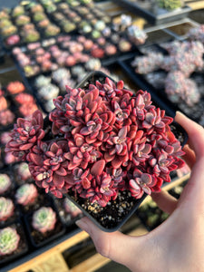 trailing echeveria succulent Echeveria Rezry Pink Family (cluster may fall apart)