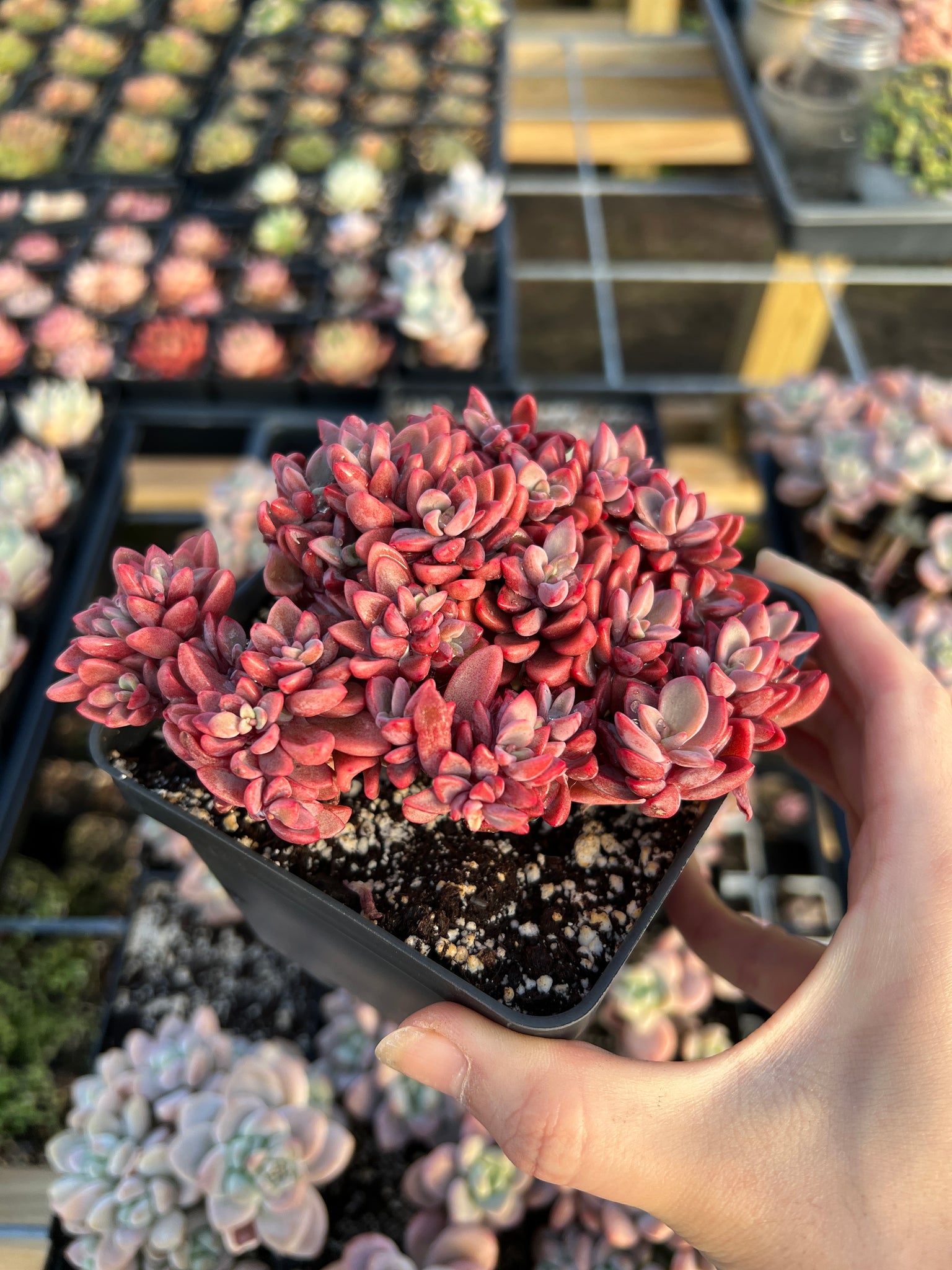 succulents that turn pink Echeveria Rezry Pink Family (cluster may fall apart)