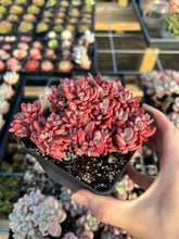 Load image into Gallery viewer, Echeveria Rezry Pink Family (cluster may fall apart) - April Farm/Rare Succulents