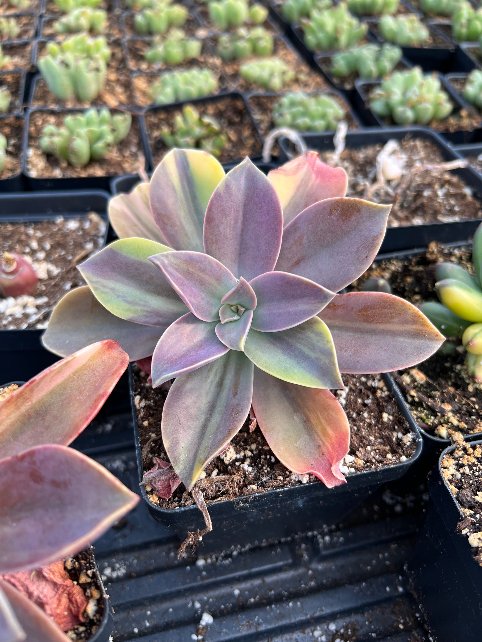 echeveria metallica succulent Echeveria Variegated Metallica