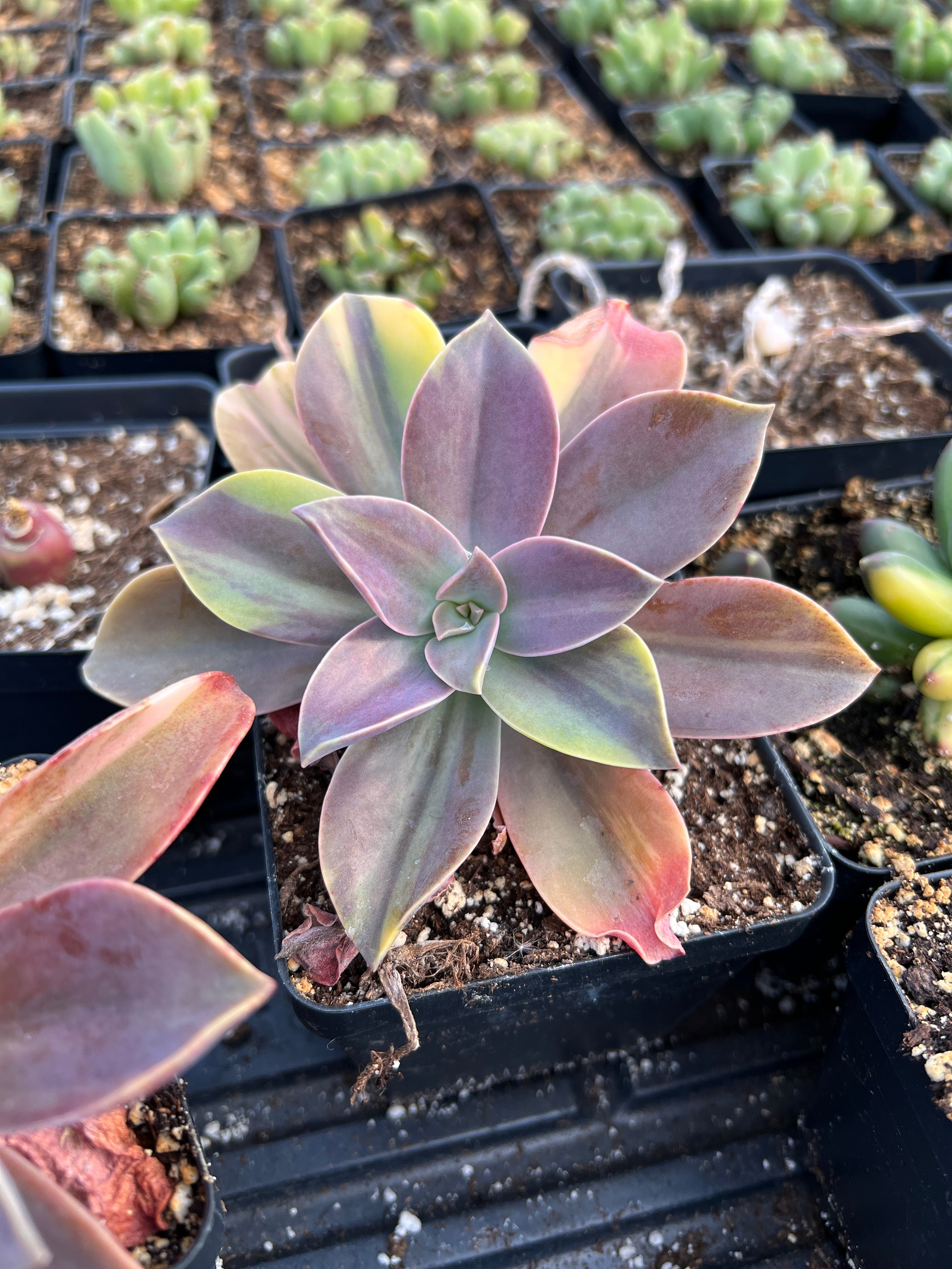 Echeveria Variegated Metallica - April Farm/Rare Succulents