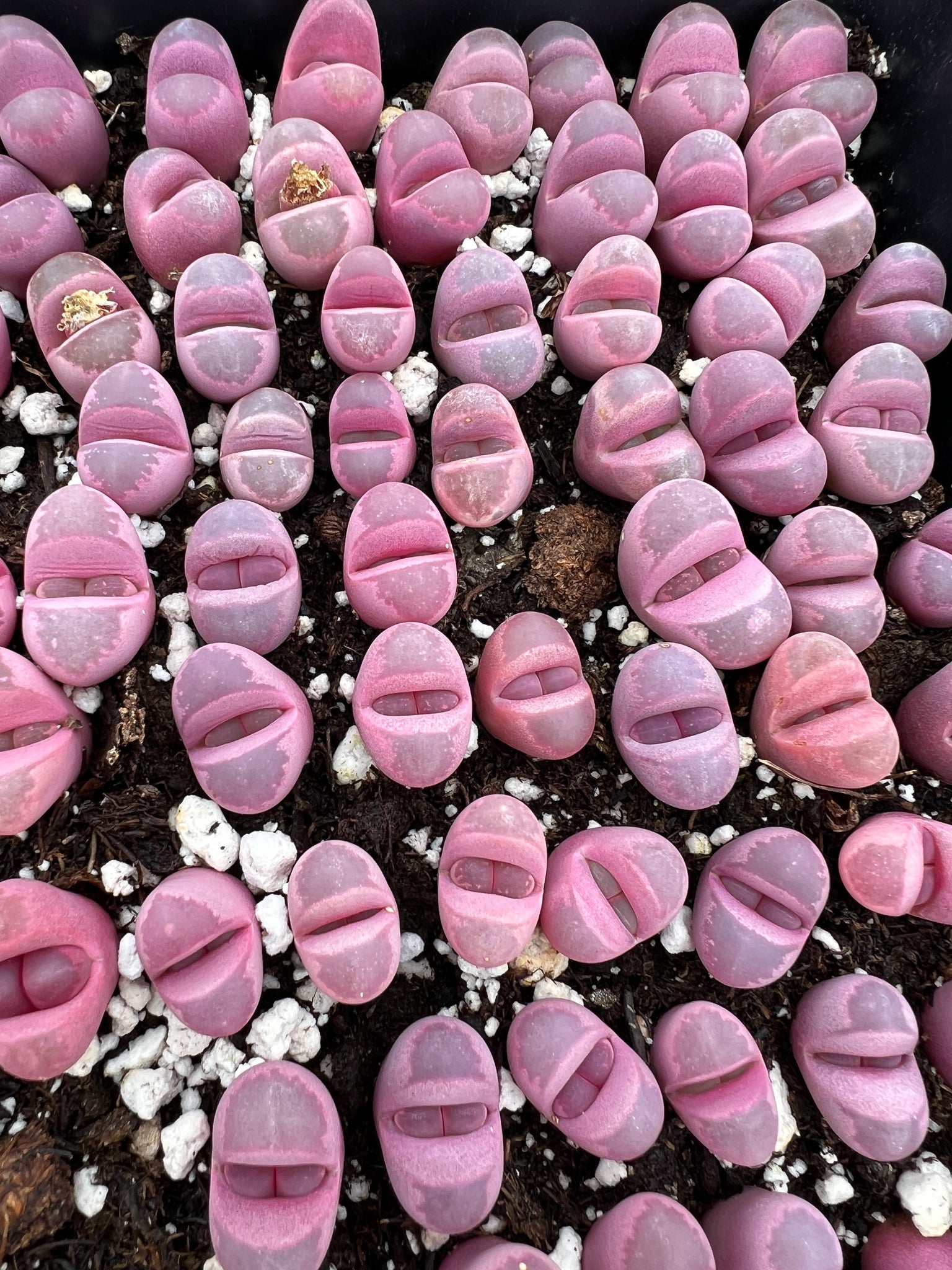 rubra succulent Lithops optica 'Rubra'