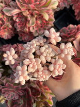 Load image into Gallery viewer, Graptopetalum Mendoza small cluster cutting (4-5 heads) - April Farm/Rare Succulents