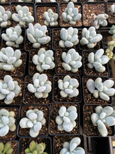 Load image into Gallery viewer, Pachyphytum oviferum mombuin - April Farm/Rare Succulents