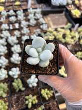 Load image into Gallery viewer, Pachyphytum oviferum mombuin - April Farm/Rare Succulents