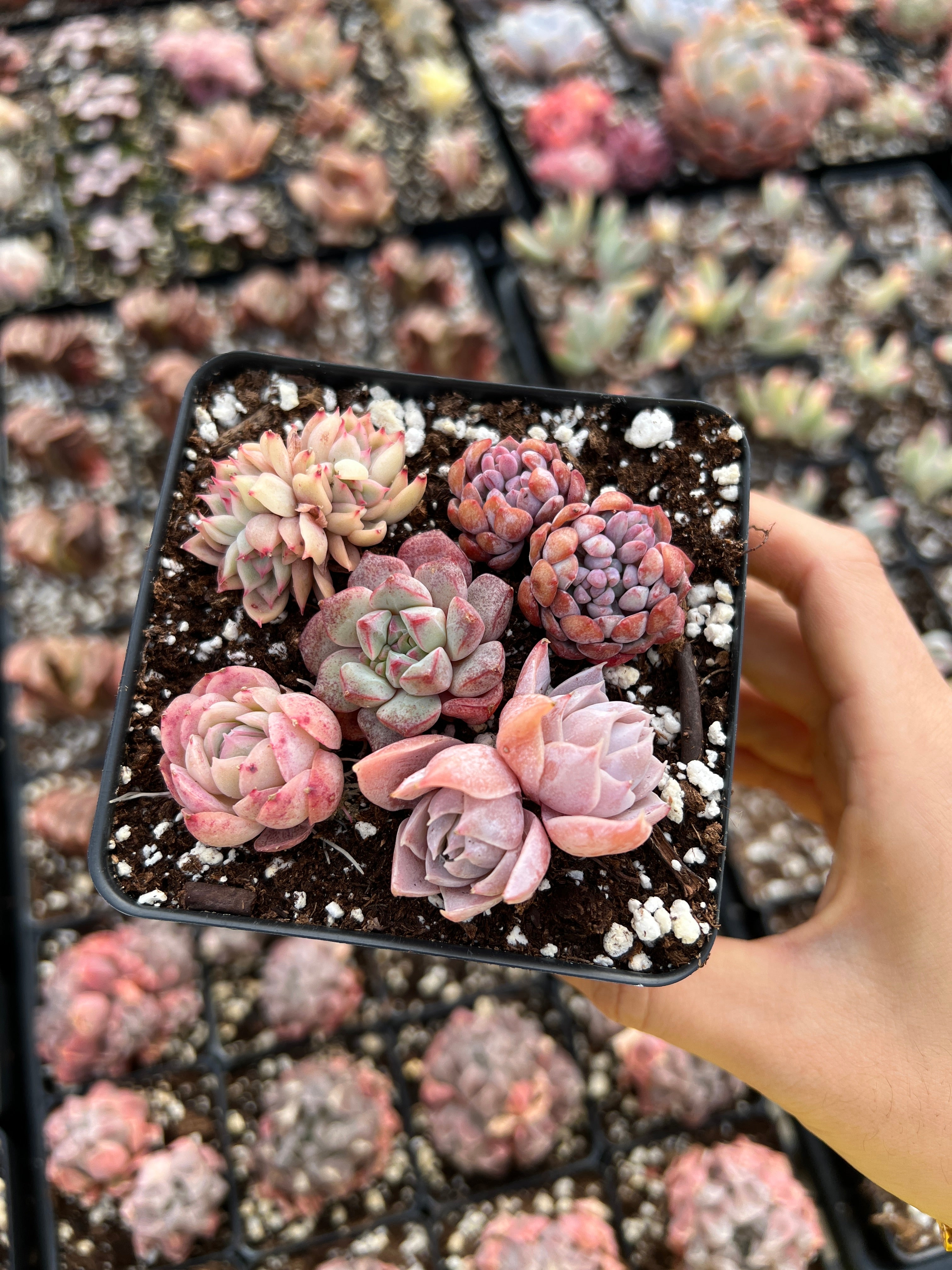 april farm succulents Succulent combo G