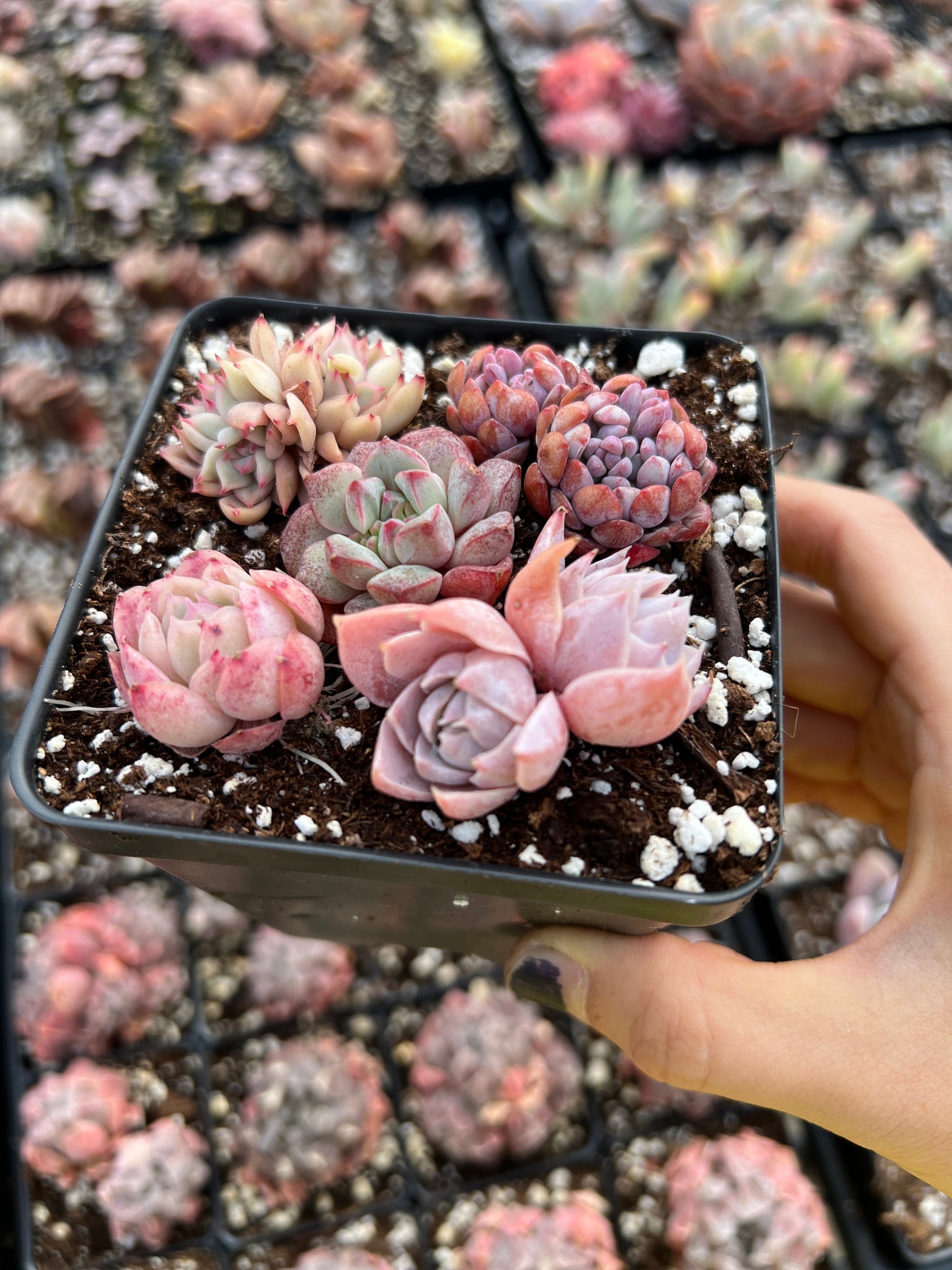 succulents for cheap Succulent combo G