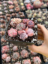 Load image into Gallery viewer, Succulent combo G - April Farm/Rare Succulents