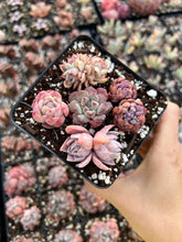 Load image into Gallery viewer, Succulent combo G - April Farm/Rare Succulents