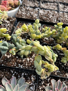 Variegated Astridia velutina - April Farm/Rare Succulents