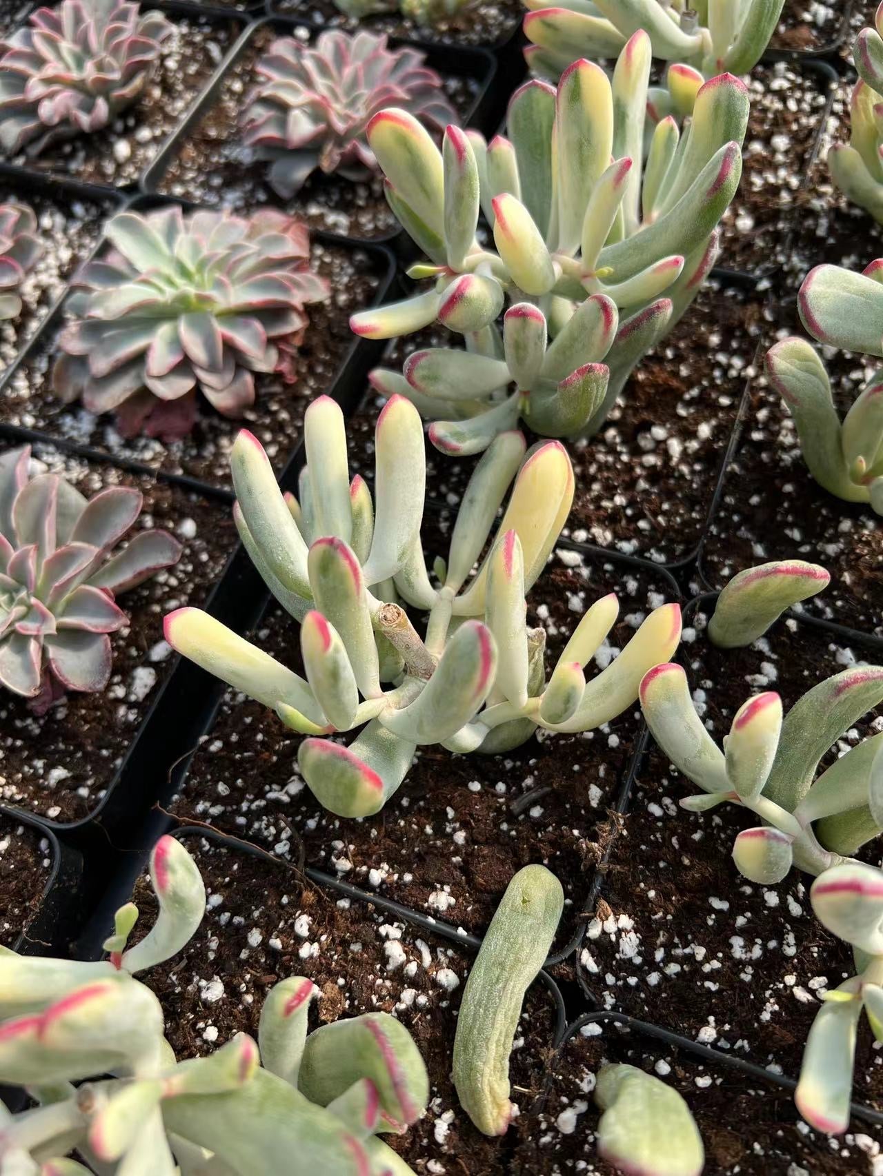 succulent with thin leaves Cotyledon Variegated Orbiculata (thin leaves)