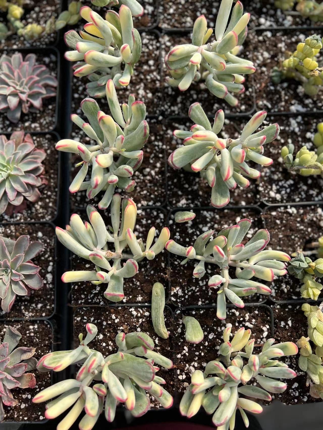 succulent thin leaves Cotyledon Variegated Orbiculata (thin leaves)