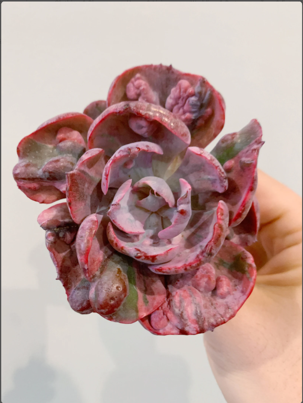 rainbow echeveria succulent Echeveria Variegated Rainbow Beyonce