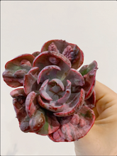 Load image into Gallery viewer, Echeveria Variegated Rainbow Beyonce - April Farm/Rare Succulents