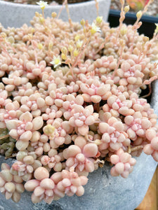 Graptopetalum Mendoza small cluster cutting (4-5 heads) - April Farm/Rare Succulents