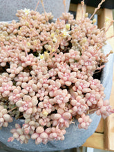 Load image into Gallery viewer, Graptopetalum Mendoza small cluster cutting (4-5 heads) - April Farm/Rare Succulents