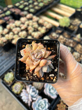 Load image into Gallery viewer, Echeveria German Champagne cluster - April Farm/Rare Succulents
