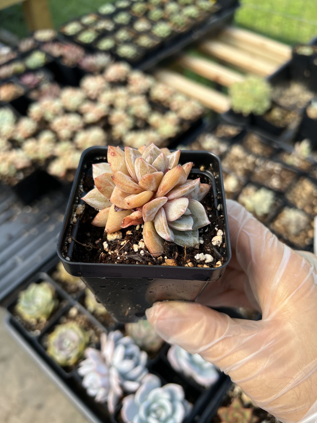 succulent deutsch Echeveria German Champagne cluster