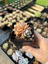 Load image into Gallery viewer, Echeveria German Champagne cluster - April Farm/Rare Succulents
