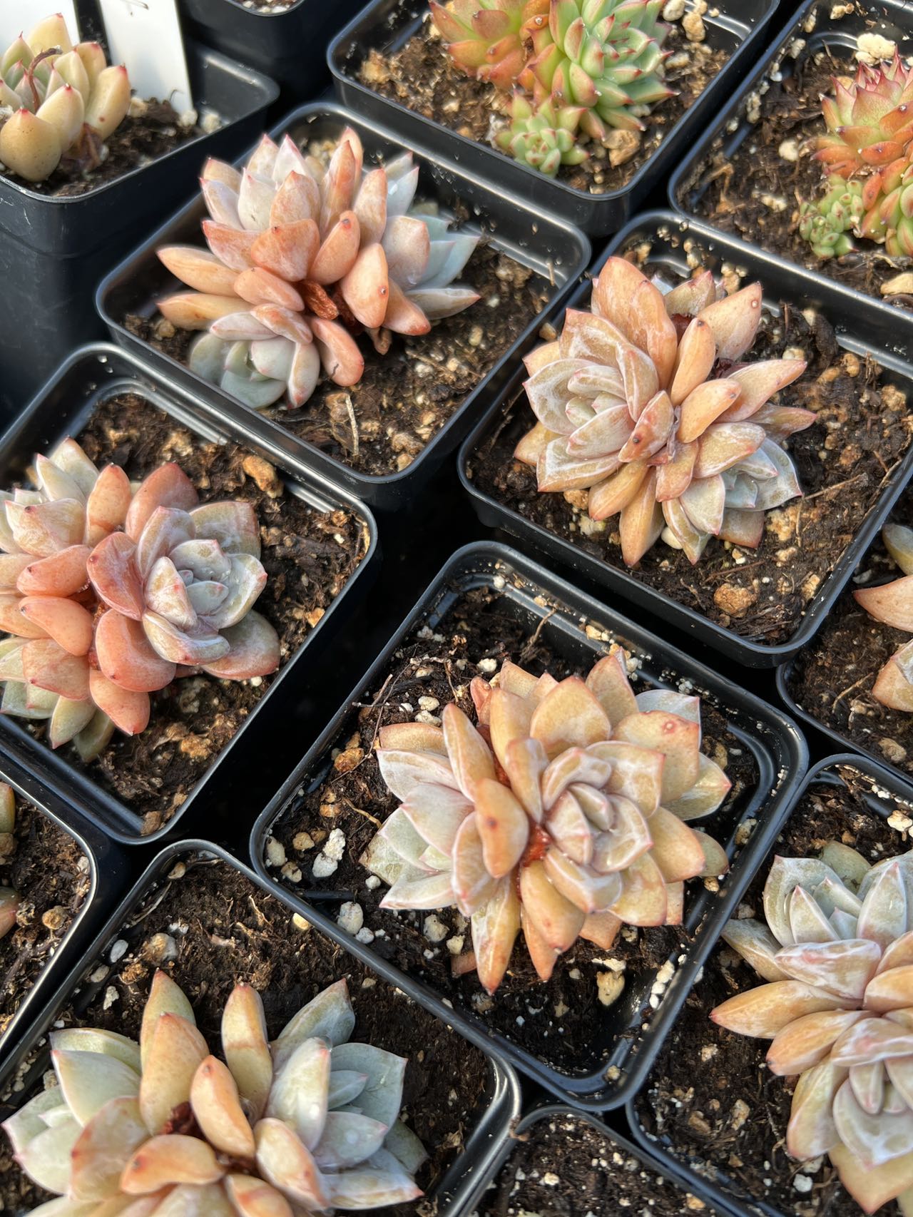 succulent plant in german Echeveria German Champagne cluster