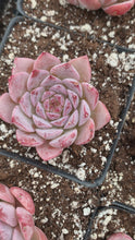 Load and play video in Gallery viewer, Echeveria Amazing Grace - April Farm/Rare Succulents