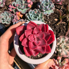 Load image into Gallery viewer, Echeveria Red Noble - April Farm/Rare Succulents