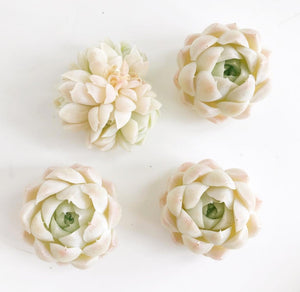 white succulents for sale Echeveria White Elegans sp. (mini succulent)