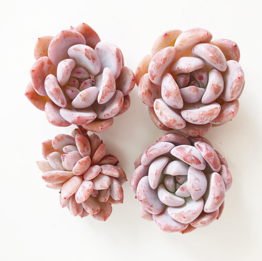 Echeveria Pink Monroe - April Farm/Rare Succulents