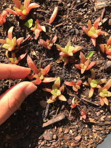 Haworthia Babies (mini mix) - April Farm/Rare Succulents