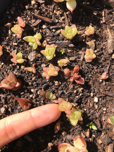 Haworthia Babies (mini mix) - April Farm/Rare Succulents