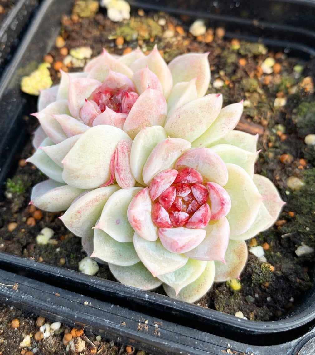 red velvet succulent Echeveria Red Velvet (mini succulent green in summer)