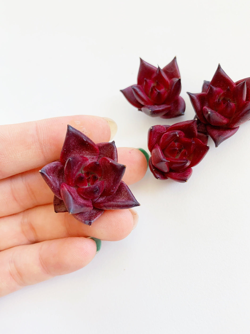 Echeveria Agavoides Ruming - April Farm/Rare Succulents