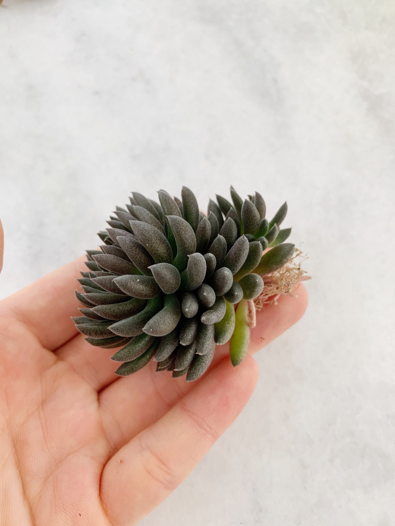 yunnanensis succulent Sedum Sinocrassula Yunnanensis