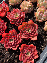 Load image into Gallery viewer, Echeveria Red Noble - April Farm/Rare Succulents