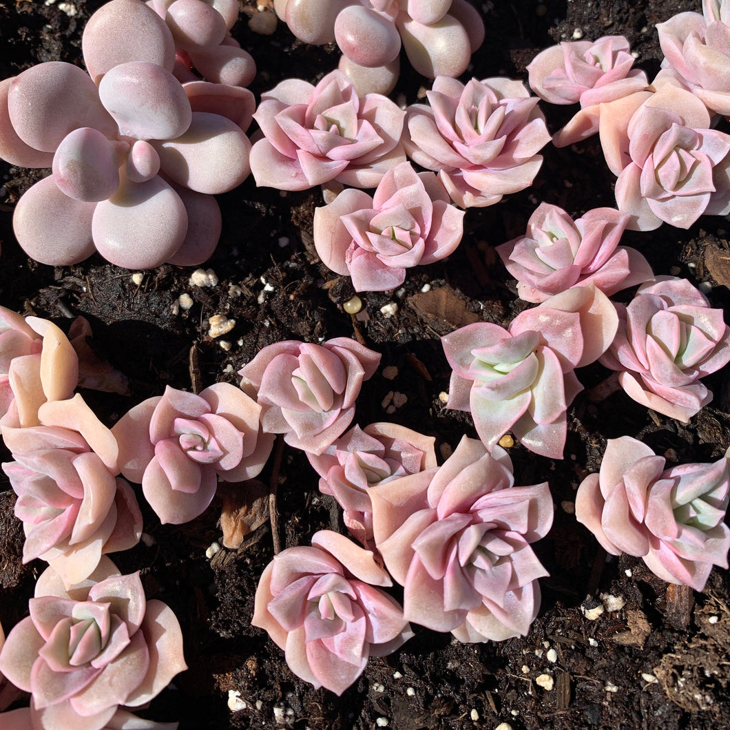 succulent lovely rose Echeveria Lovely rose