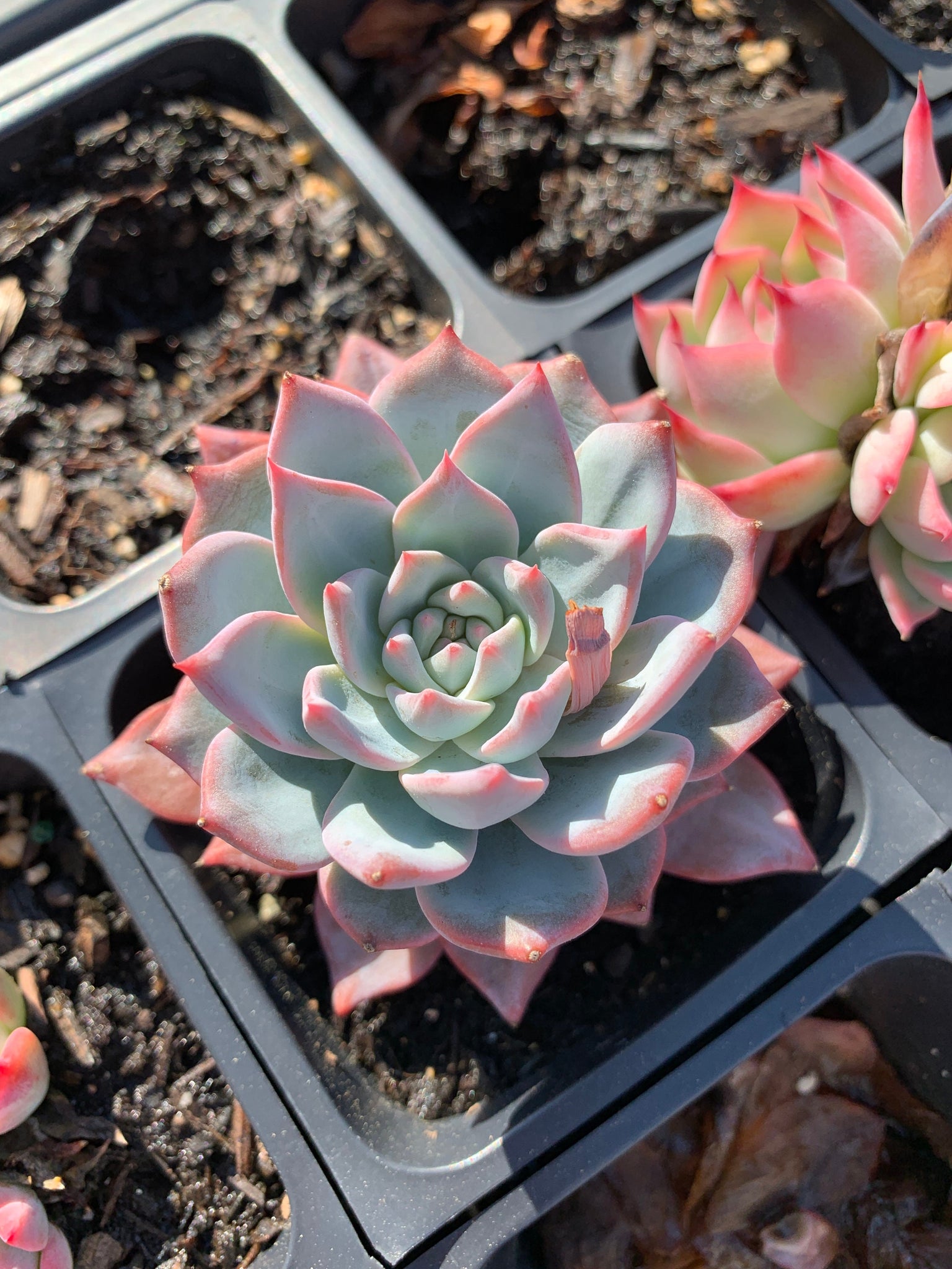 buy blue succulents Echeveria Blue bird
