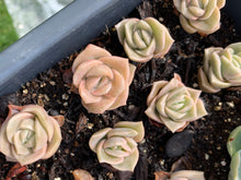 Load image into Gallery viewer, Echeveria Lovely rose - April Farm/Rare Succulents