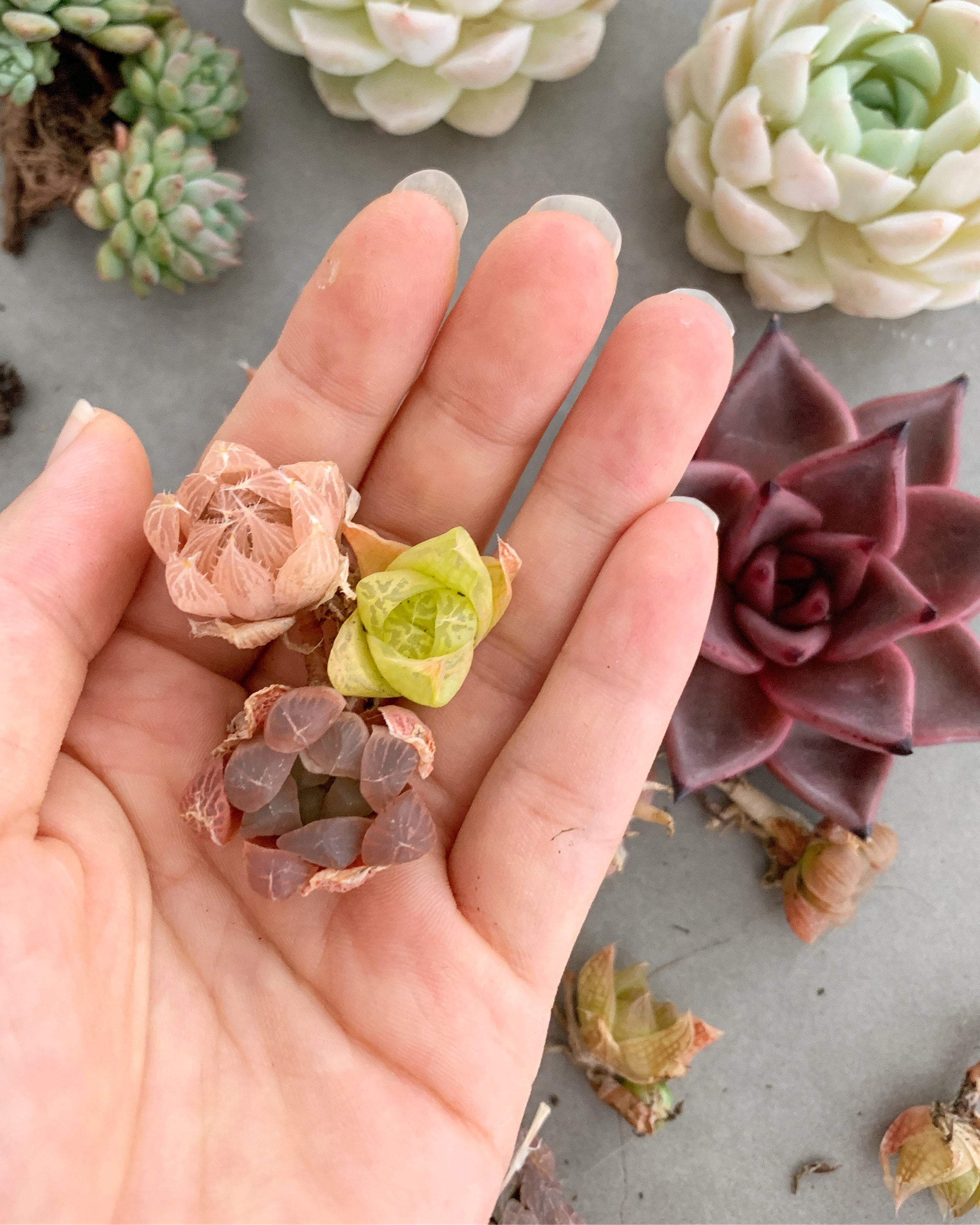 mini haworthia succulent Haworthia Babies (mini mix)