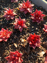 Load image into Gallery viewer, Echeveria Agavoides Ruming - April Farm/Rare Succulents