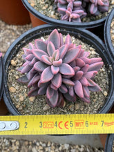 Load image into Gallery viewer, Echeveria Rezry Pink Family (cluster may fall apart) - April Farm/Rare Succulents
