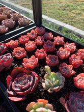 Load image into Gallery viewer, Echeveria Elegans Japanese Ice berry(green in summer) - April Farm/Rare Succulents