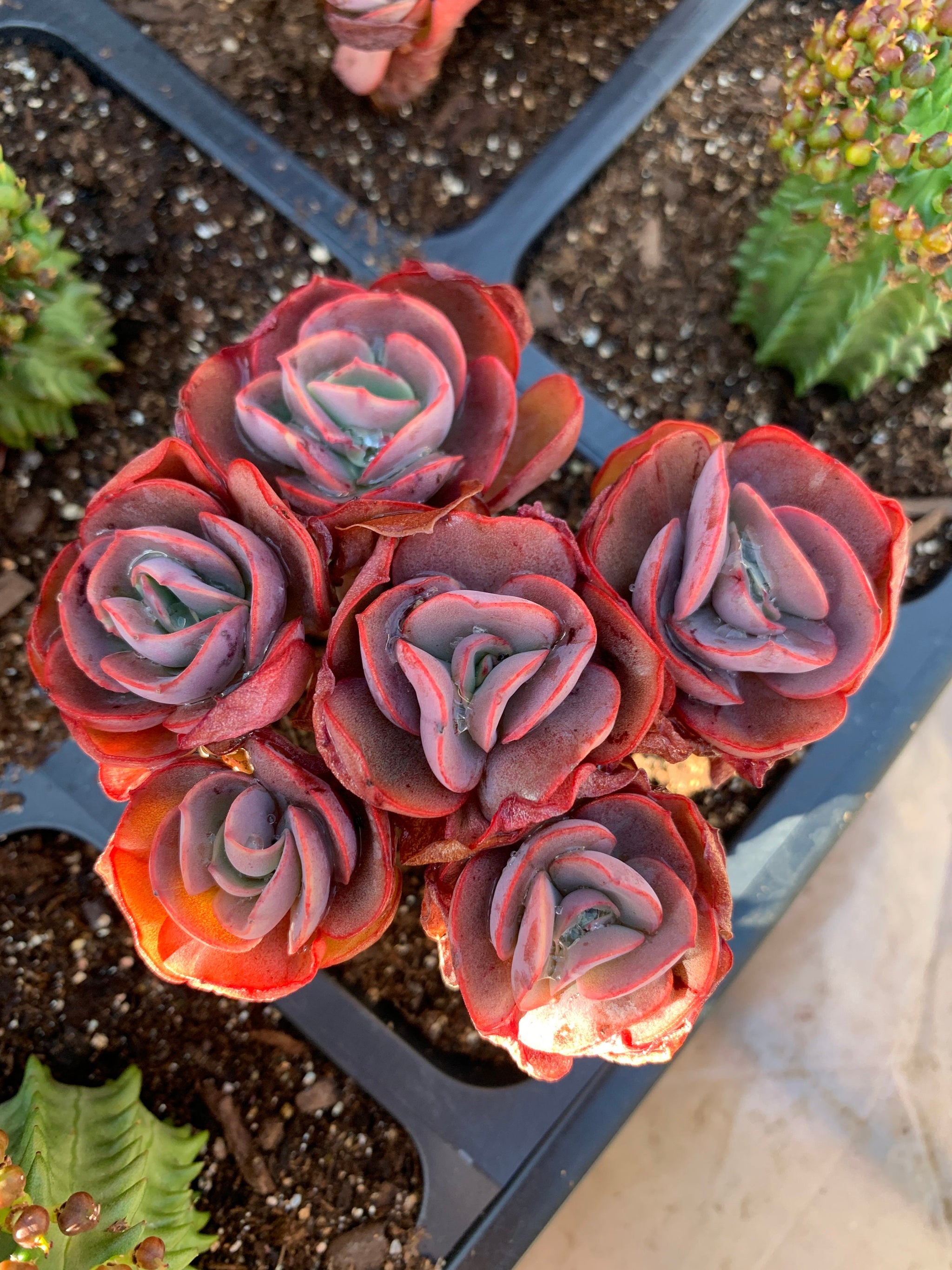 succulent wall hanging planter Succulent Arrangement