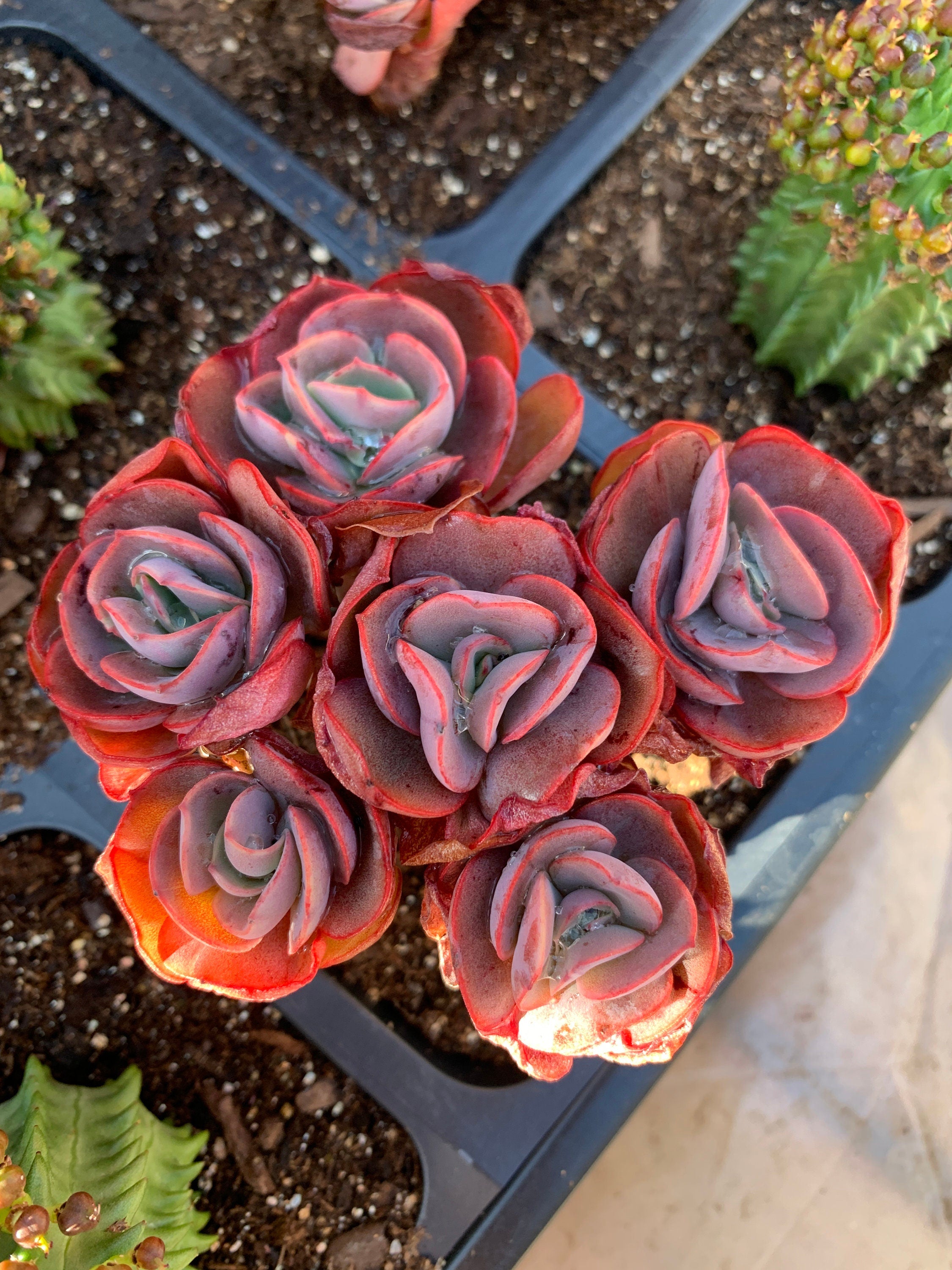 sunyan succulent Echeveria Sunyan