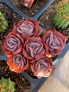 for sale succulents Echeveria Sunyan