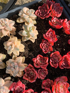 Echeveria Red Noble - April Farm/Rare Succulents