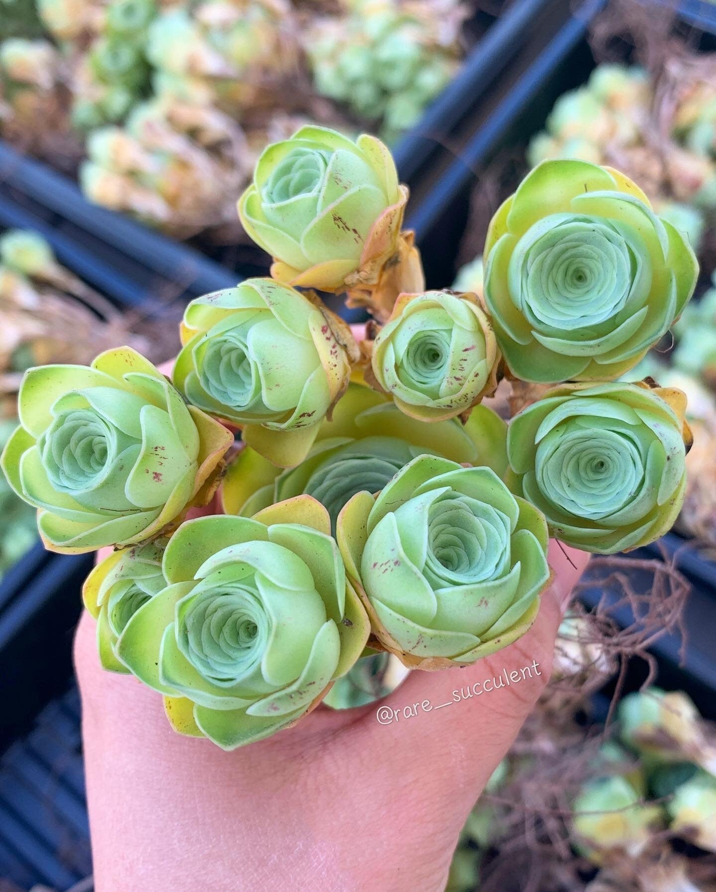 succulent greenovia Greenovia cv. Gilva 'Pink Gilva Mountain Rose'