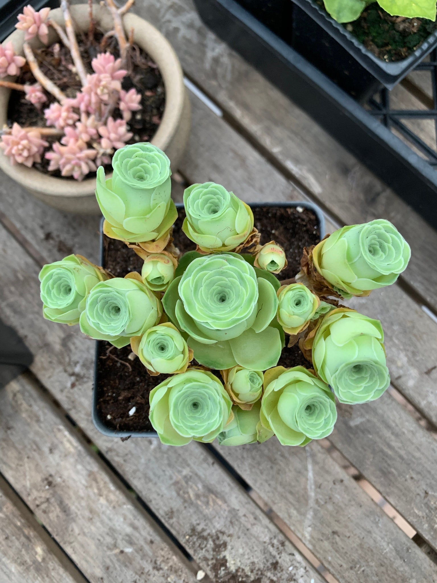 green mountain succulents Greenovia cv. Gilva 'Pink Gilva Mountain Rose'