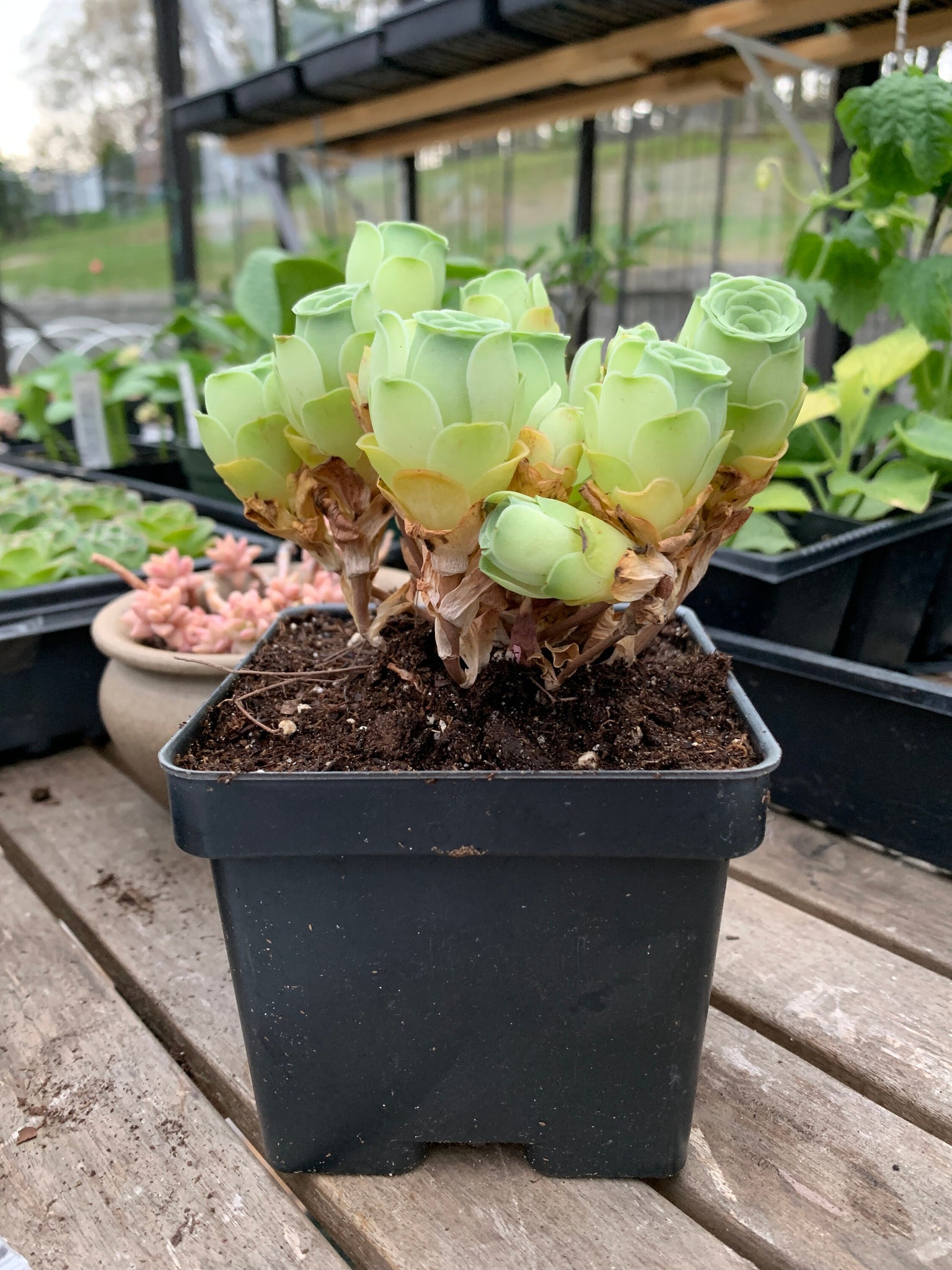 gilva succulent Greenovia cv. Gilva 'Pink Gilva Mountain Rose'