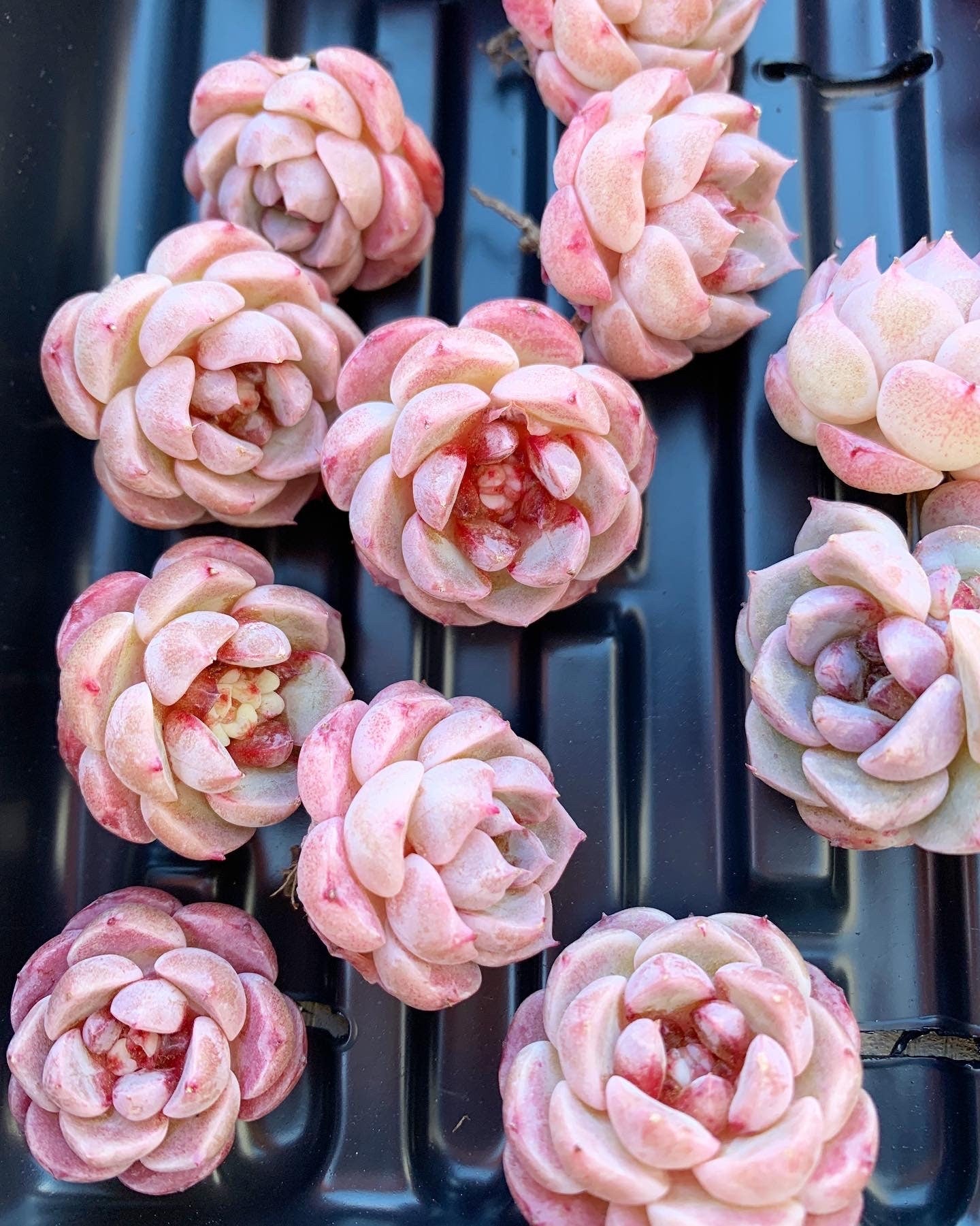 mini rose succulents Echeveria Red Velvet (mini succulent green in summer)