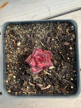 Load image into Gallery viewer, Echeveria Agavoides bloody Romeo - April Farm/Rare Succulents